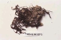 藏品(小金髮苔屬)的圖片